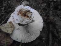 Grauer Wulstling